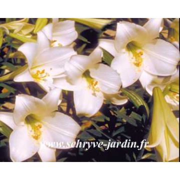 Lilium White America - Trompetlelie
