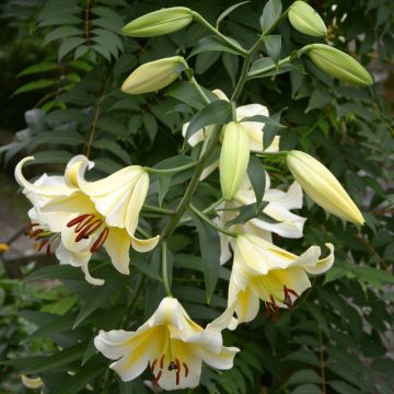 Lilium Honeymoon - Oriëntaalse lelie