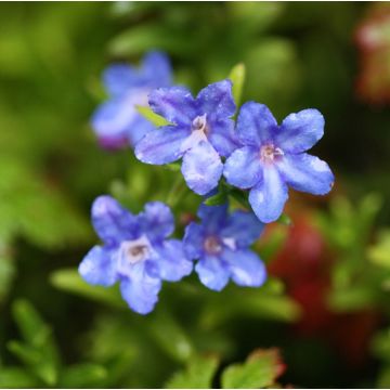 Lithodora diffusa Heavenly Blue - Steenzaad