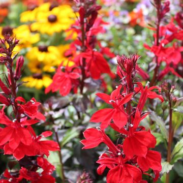 Lobelia speciosa Starship Scarlet - Scharlaken lobelia