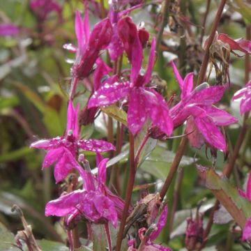 Lobelia speciosa Tania - Scharlaken lobelia