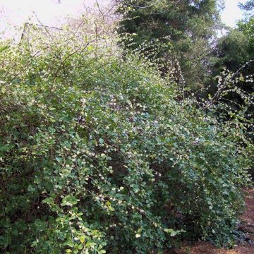 Lonicera fragrantissima - Winterkamperfoelie