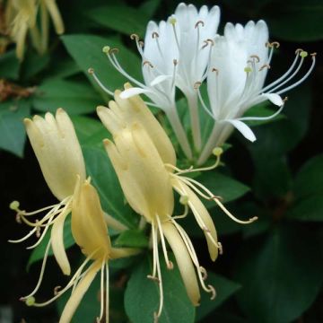 Lonicera japonica Halliana - Japanse kamperfoelie