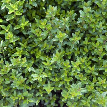 Lonicera nitida Tidy Tips - Chinese kamperfoelie