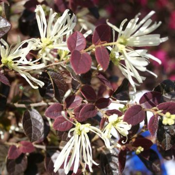 Loropetalum chinense Ruby Snow - Chinese franjeboom