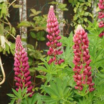 Lupine Gallery Pink - Lupine
