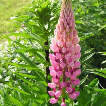 Lupinus La Chatelaine Roze - Lupine