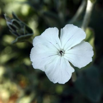 Lychnis coronaria Alba - Prikneus