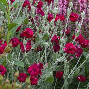 Lychnis coronaria Gardeners World - Prikneus
