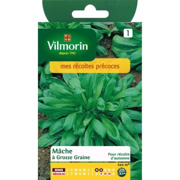 Veldsla Grote Noordhollandse - Vilmorin