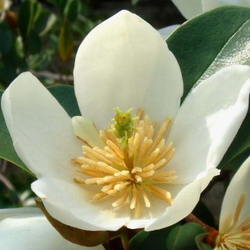 Magnolia dianica Summer Snowflake - Bananenstruik