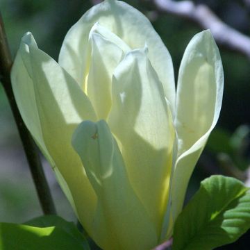 Magnolia Elisabeth - Beverboom
