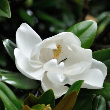 Magnolia grandiflora Double Nantais - Zuidelijke magnolia