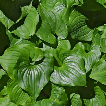 Maianthemum kamtschaticum - Dalkruid