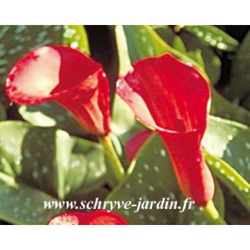 Zantedeschia Majestic Red - Gele calla