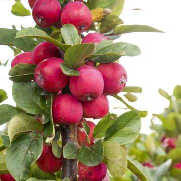 Malus Appletini - Sierappel