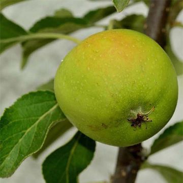 Appelboom Belchard