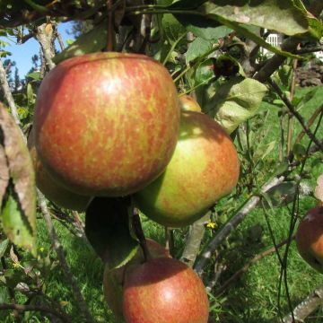 Appelboom Braeburn Appelboom Braeburn