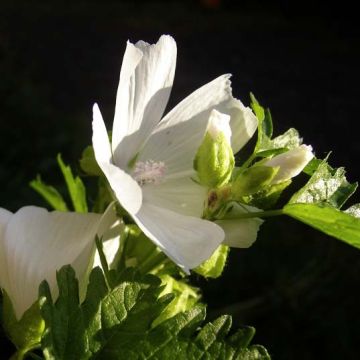 Malva moschata Alba - Muskuskaasjeskruid
