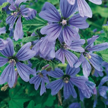 Malva sylvestris Primley Blue - Groot kaasjeskruid