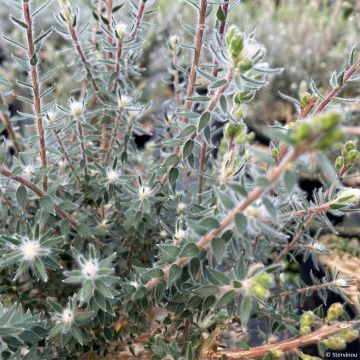 Melaleuca squamea - Theeboom