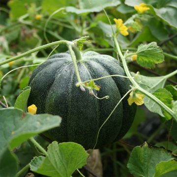 Cantaloupe-meloen Vert Grimpant BIO - Ferme de Sainte Marthe