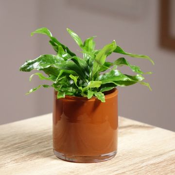 Microsorum pteropus - Javaanse varen