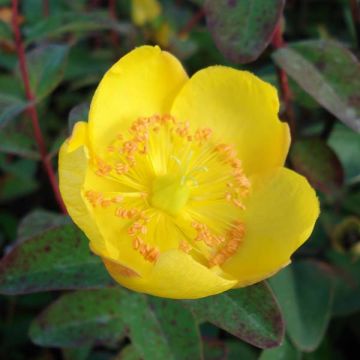 Hypericum dummeri Peter Dummer - Hertshooi