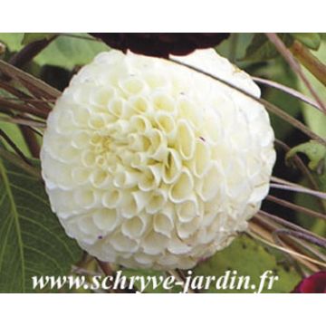 Dahlia Flocon de Neige - baldahlia