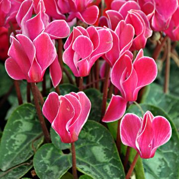 Cyclamen persicum Bisou Magenta - Perzische cyclaam