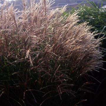 Miscanthus sinensis Kleine Fontäne - Prachtriet