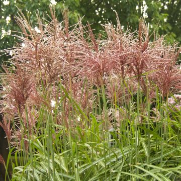 Miscanthus sinensis Malepartus - Prachtriet