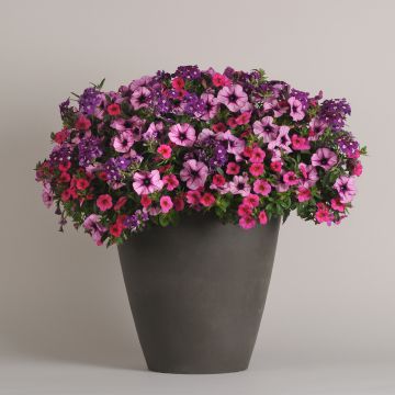 Mixmasters A Grape Fit - Trio Petunia, Calibrachoa en Verbena in 1 kluit