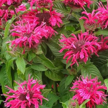 Monarda Pink Lace - Bergamotplant