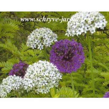 Allium multibulbosum - Zwarte look