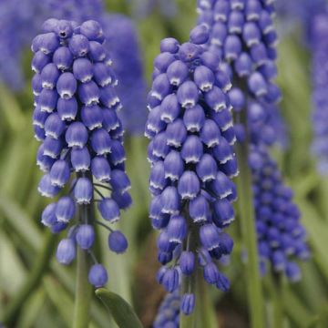 Muscari armeniacum Big Smile - Blauwe druifjes