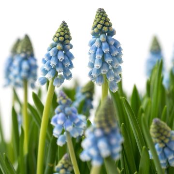 Muscari aucheri Cool Blues - Blauwe druifjes