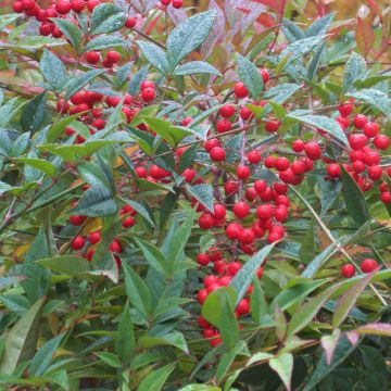 Nandina domestica - Hemelse bamboe