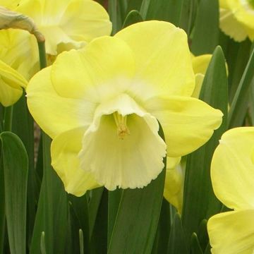 Narcissus Avalon - Spleetkronige narcis