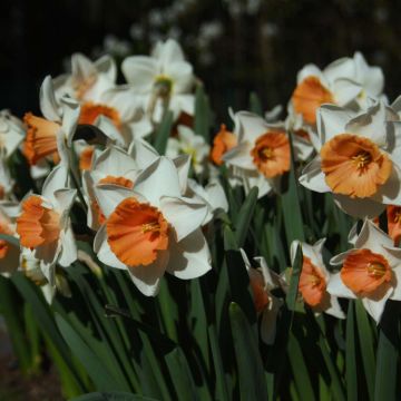 Narcissus Chromacolor - Grootkronige narcis
