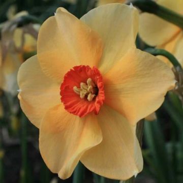 Narcissus Copper Queen - Grootkronige narcis