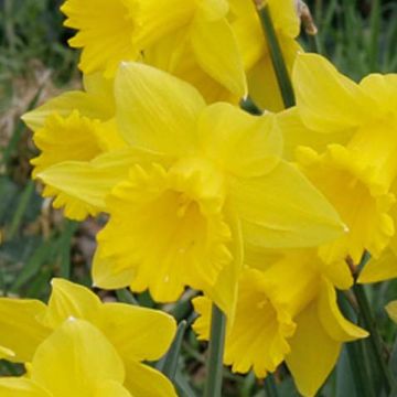Narcissus Dutch Master - Grootkronige narcis