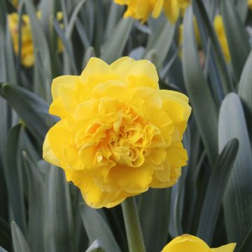 Narcissus Easter Tide - Dubbele narcis