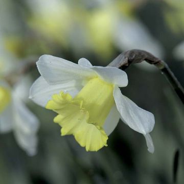 Narcissus Finland - Grootkronige narcis