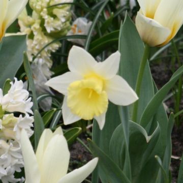 Narcissus Foresight - Trompetnarcis