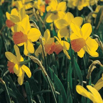 Narcissus Juanita - Grootkronige narcis