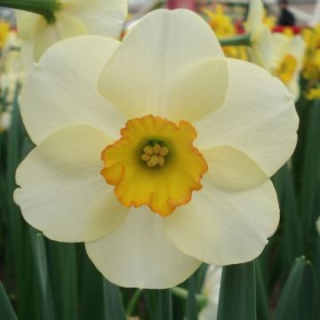 Narcissus Ringtone - Kleinkronige narcis