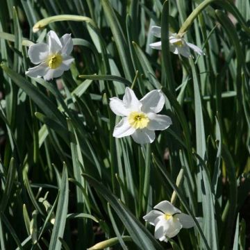 Narcissus Ségovia - Dwergnarcis
