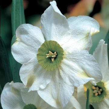 Narcissus Sinopel - Kleinkronige narcis