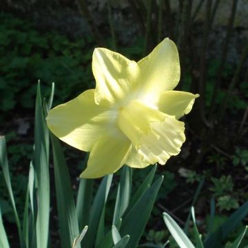 Narcissus Spellbinder - Trompetnarcis